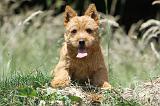 NORWICH TERRIER 003